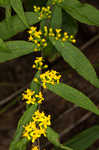 Wreath goldenrod